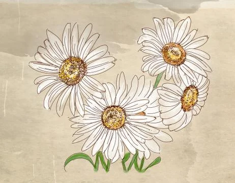 A bunch of daisies Stock Illustration