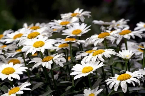 Bunch of Daisies Stock-Fotos