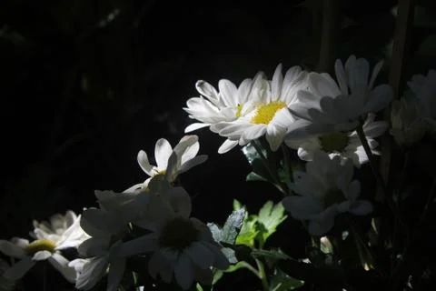 A bunch of daisies Stock Photos