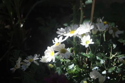 A bunch of daisies Stock Photos