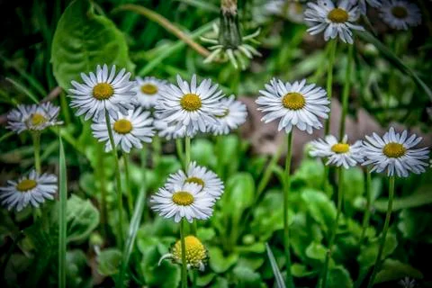  A Bunch of Daisies Stock Photos