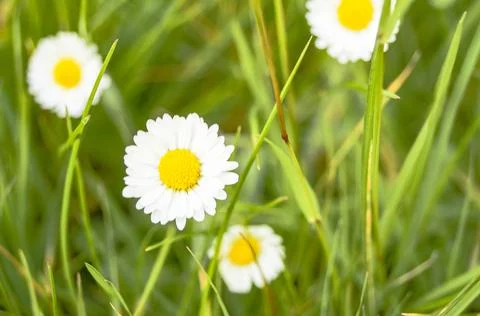 A bunch of daisies in Spring - Close Up Stock Photos