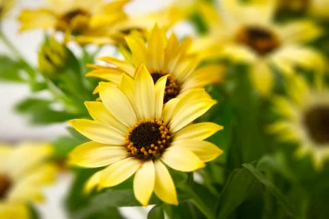 Bunch of daisy Foto stock