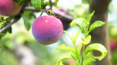 Bunch of Damsons on tree Stock Footage 94035165