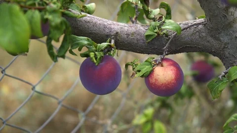 Bunch of Damsons on tree Stock Footage 94065577
