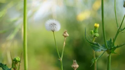 Bunch of Dandelion flowers with tiny white fibers. Soft white pattern of Tara 写真素材