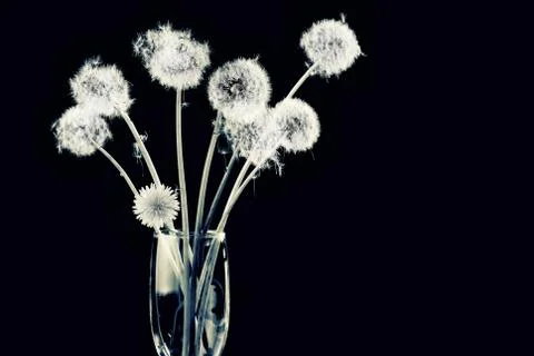 Bunch of dandelion seeds 스톡 사진
