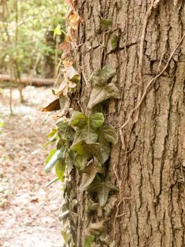 A Bunch of Dangling Half Dead Dark Green Leaves on the Side of  tree with t.. Stock Photos