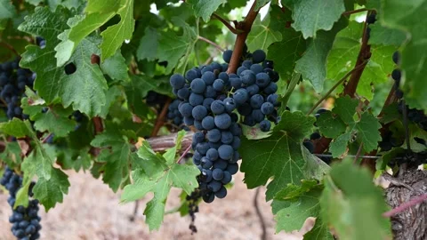 Bunch of dark grapes on a branch Vídeo Stock 167792651