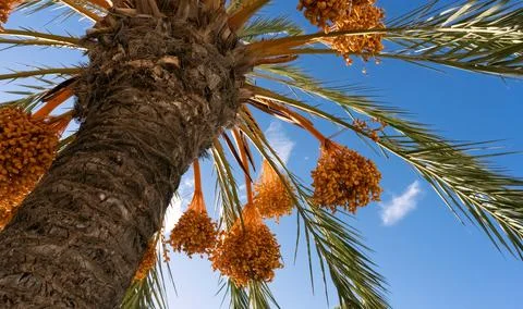 Bunch of dates hanging from the palm tree Stock Photos