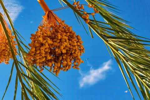Bunch of dates hanging from the palm tree Stock Photos