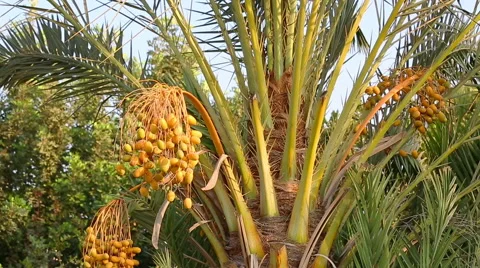 A bunch of dates on a palm tree Stock Footage 56668672