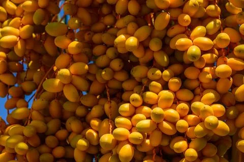 Bunch of dates on palm tree Stock Photos