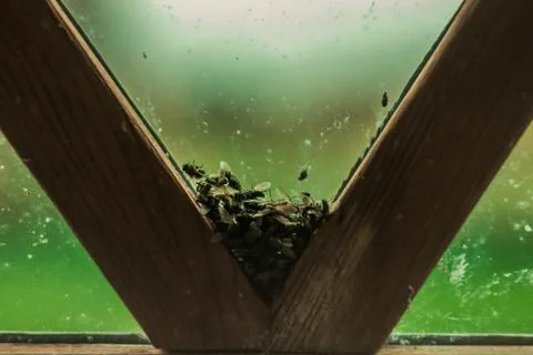 A bunch of dead flies lying on the window v-shape frame Stock Photos