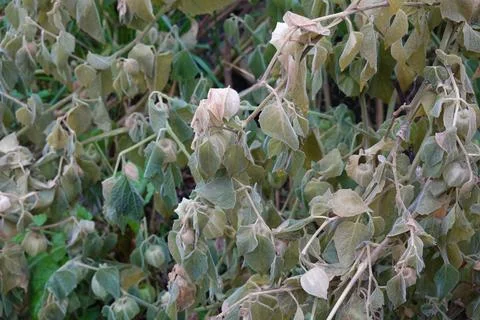 A bunch of dead leaves on a tree Stock Photos