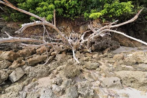 Bunch of dead tree branches among rocks. Punta Ballo beach-Sipalay-PH 0295 Stock Photos