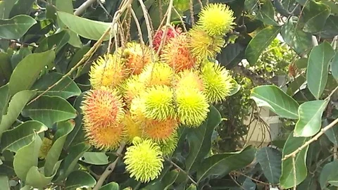 Bunch of delicious rambutan fruit hanging on the rambutan tree Video stock 122192522