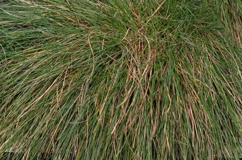 Bunch of dense green grass close up. colorful plant background Stock Photos