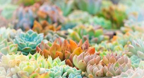 A bunch of different colored cactus plants are in a garden Stock Photos