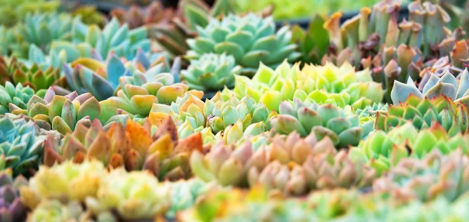 A bunch of different colored cactus plants Stock Photos