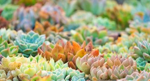 A bunch of different colored cactus plants Foto stock