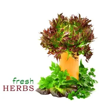 Bunch of different red and green  lettuce, spinach with parsley Illustrazione stock
