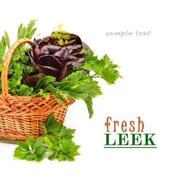 Bunch of different red and green  lettuce, spinach with parsley Illustrazione stock