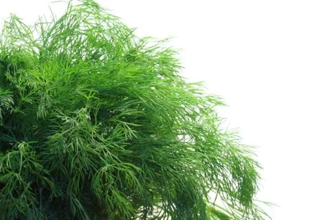 Bunch of dill Stock-Fotos