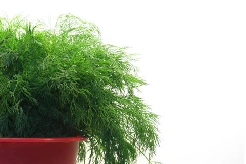 Bunch of dill Stock Photos