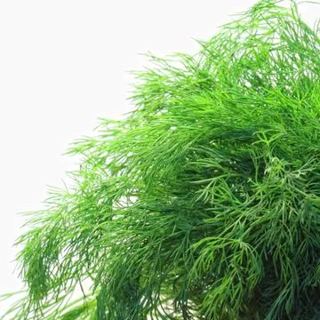 Bunch of dill on white background Stock Photos