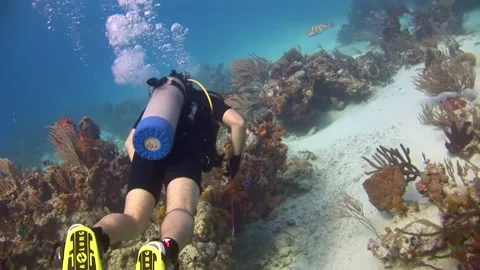 Bunch of divers exploring underwater world near sea floor. Stock Footage 235598904