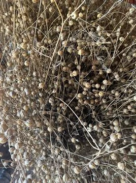 Bunch of dried flax close-up view. Sadness, autumn melancholy, depression, mourn Stock Photos