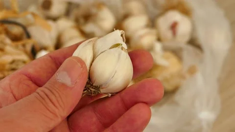 A bunch of dried garlic in a person's hand - lots of dried garlic heads. 库存影片 171072430