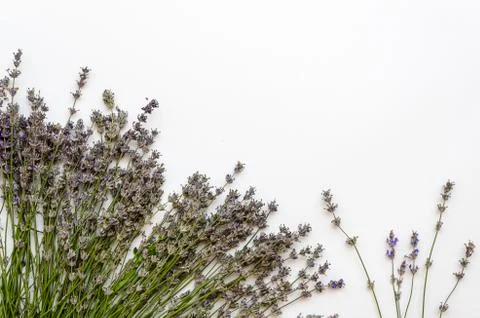 Bunch of dried lavender bundle isolated on white background Stock Photos