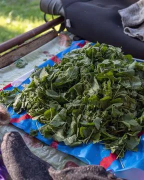 A bunch of dried medicinal herbs on the table, collecting medicinal herbs, ha Stock Photos
