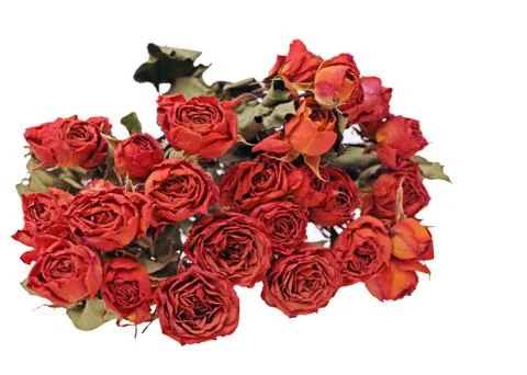 A bunch of dried rose Foto stock