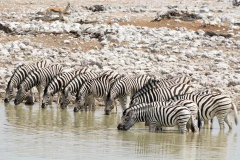 Bunch of drinking zebras Stock Photos
