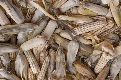 Bunch dry corn Stock Photos