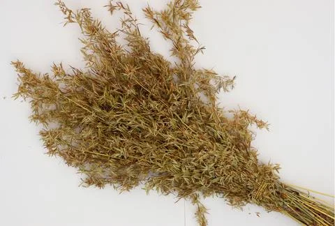 Bunch of Dry Grass with white background Stock Photos