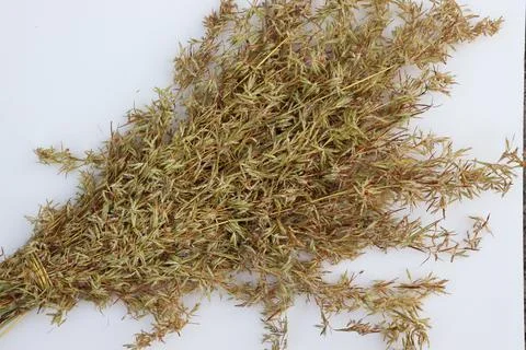 Bunch of Dry Grass with white background Stock Photos