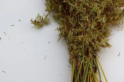Bunch of Dry Grass with white background Stock Photos