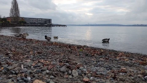 Bunch of ducks exploring the rocky beach of Lake Washingon in Kirkland on an Stock Footage 122521139