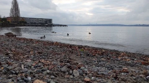 Bunch of ducks exploring the rocky beach of Lake Washingon Stock Footage 122521481