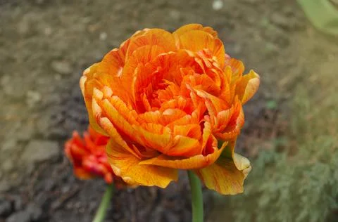 Bunch of duo double orange spring tulips Sunlover Foto stock