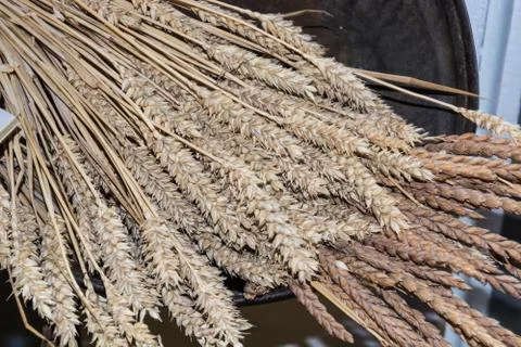A bunch ears of corn Stock Photos