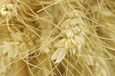 Bunch of ears of wheat Stock Photos