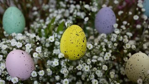 A bunch of Easter eggs are scattered throughout a field of white flowers Stock Photos