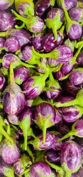 A bunch of eggplants Stock Photos