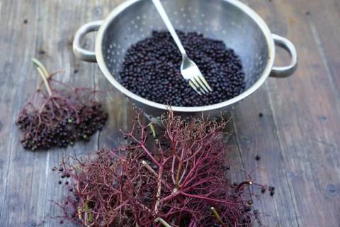 Bunch of elderberries are stripped off by running a kitchen fork through it. Stock Photos