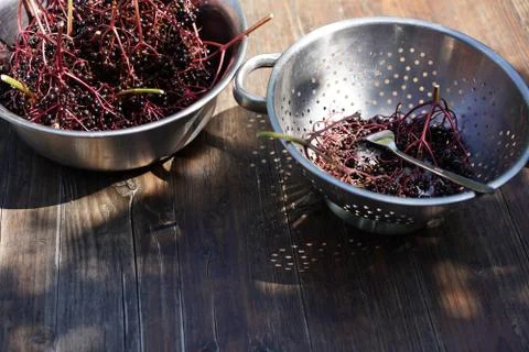Bunch of elderberries are stripped off by running a kitchen fork through it. Foto stock